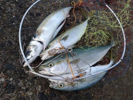 フクラギ３匹　サバ１匹