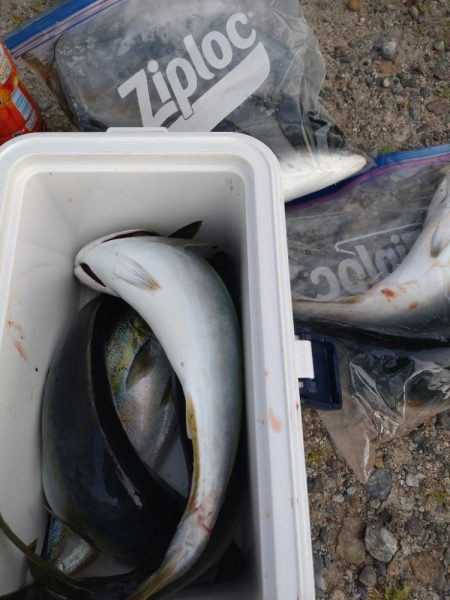 マゴチ１匹！フクラギ多数！