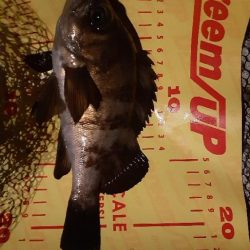 久しぶりのメバリング🐟️