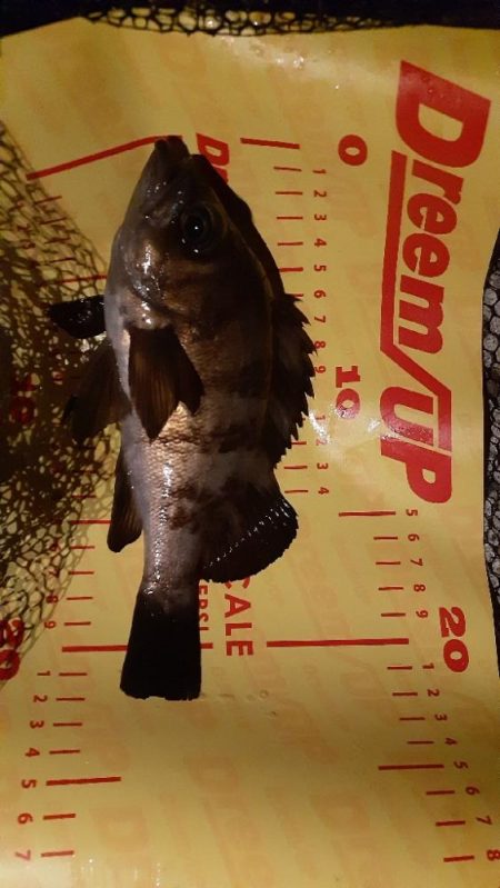 久しぶりのメバリング🐟️