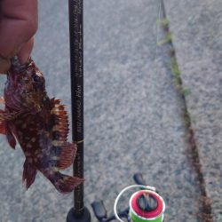 小さいけど今年初めてのメバル