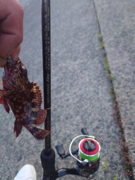 小さいけど今年初めてのメバル