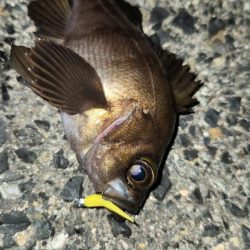 ベイトフィネスプラッキング