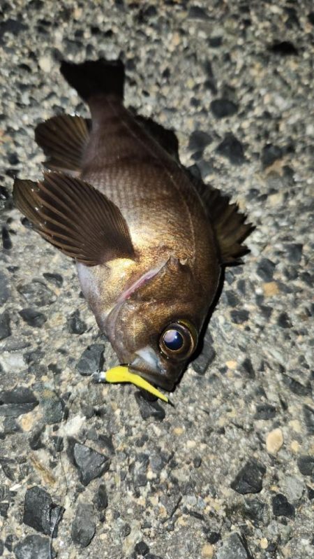 ベイトフィネスプラッキング