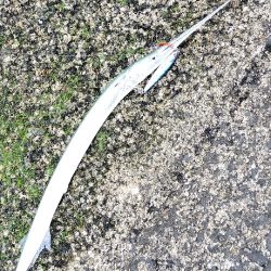 数が釣れて楽しめたけど💦