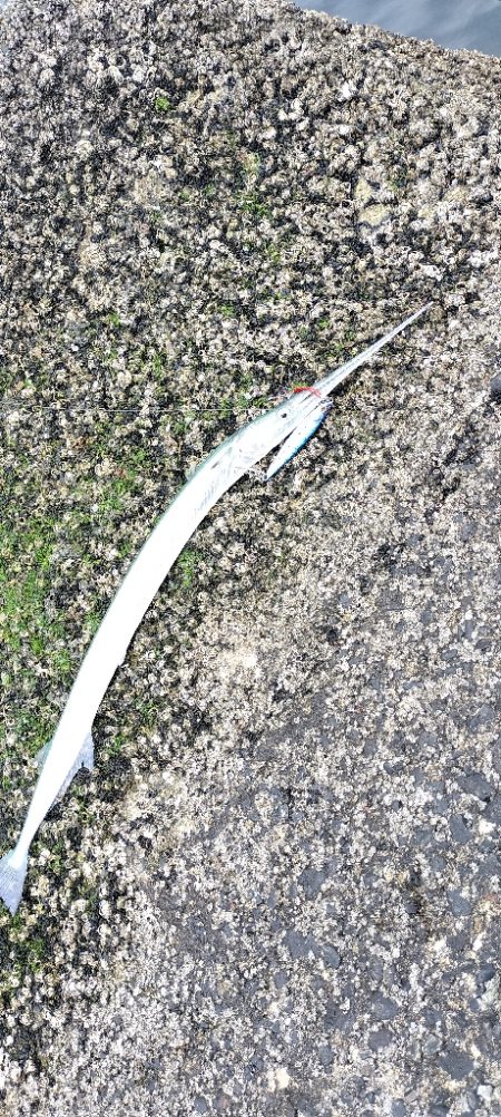 数が釣れて楽しめたけど💦