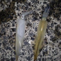 ヤリイカエギング