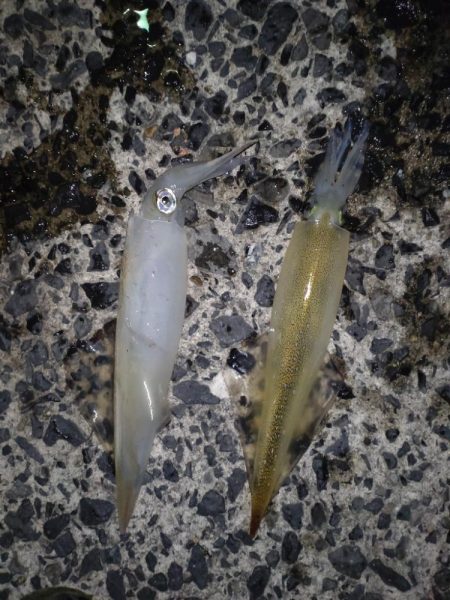 ヤリイカエギング