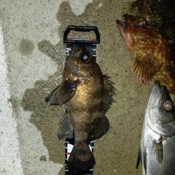 大型メバル不発