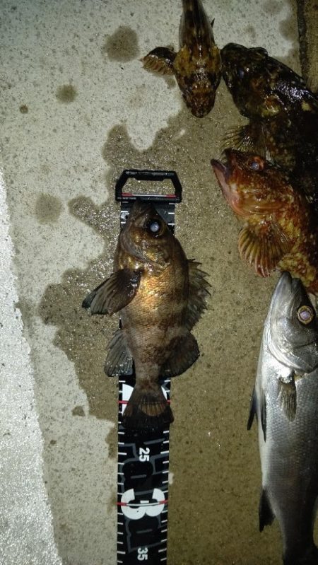 大型メバル不発