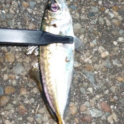 怒る気にも、ならない。