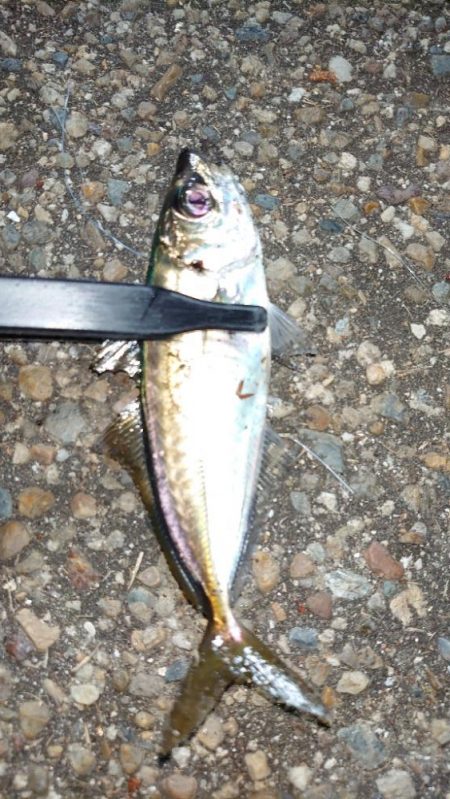 怒る気にも、ならない。