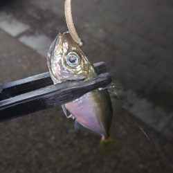 持ってて良かったタングステン！