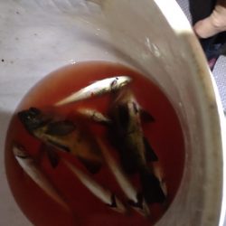 ナイトボートアジング　リベンジ