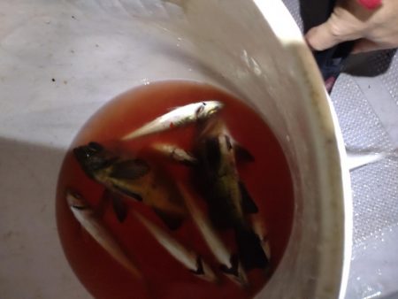 ナイトボートアジング　リベンジ