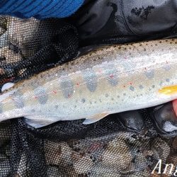 引原本流で大アマゴ登場！