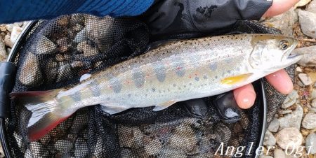 引原本流で大アマゴ登場！