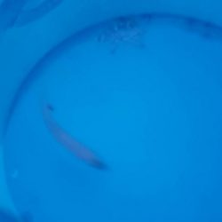 アジ探し@芳養漁港