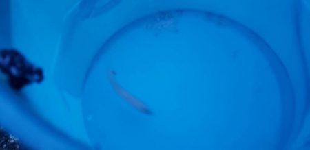 アジ探し@芳養漁港