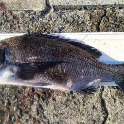 和歌山市江（吉丸渡船）で磯フカセ