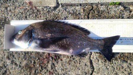 和歌山市江（吉丸渡船）で磯フカセ