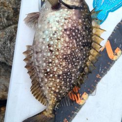 和歌山市江（吉丸渡船）で磯フカセ