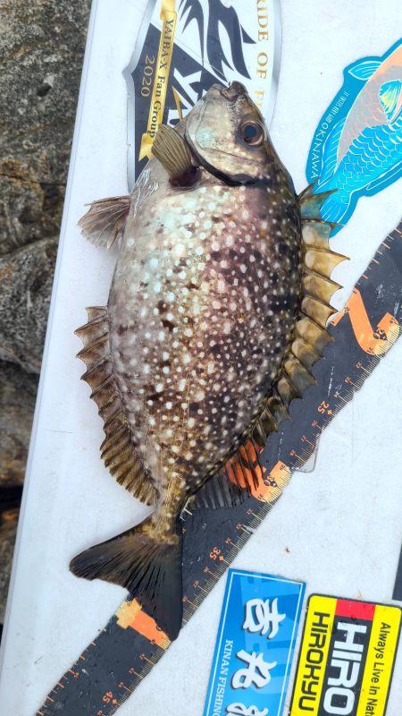 和歌山市江（吉丸渡船）で磯フカセ