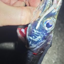 3月のライトゲーム、まさかの珍客も