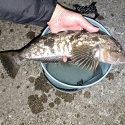 残業してなんとか2匹