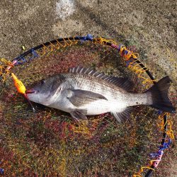 まだ早かったノッコミチヌ