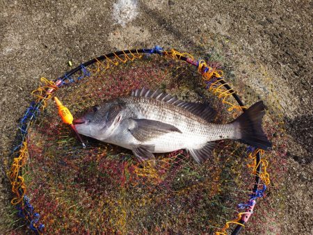 まだ早かったノッコミチヌ