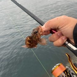 フカセ釣りで想定外の魚が釣れました