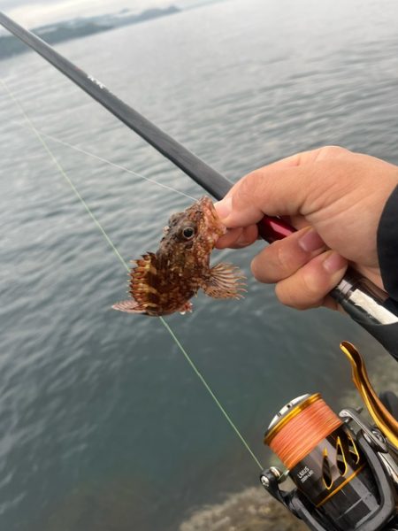 フカセ釣りで想定外の魚が釣れました