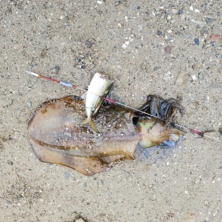 春アオリイカ狙い