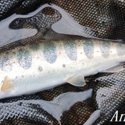 大増水の中、二桁釣果！