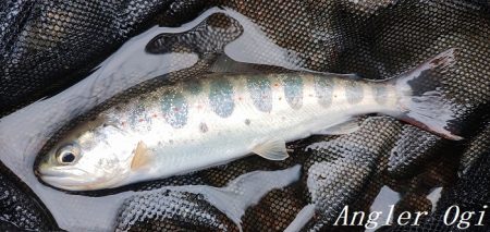 大増水の中、二桁釣果！