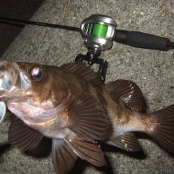 格安ベイトフィネスリールでメバル釣行に