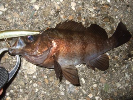 ベストシーズン到来