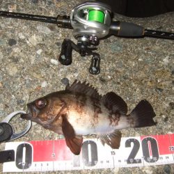 バチパターンからの変化