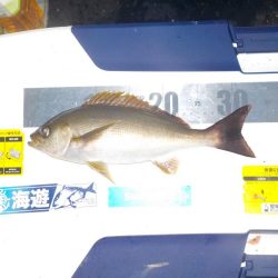 完全フカセ　今シーズン初戦〜倉丸〜