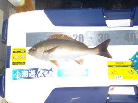 完全フカセ　今シーズン初戦〜倉丸〜