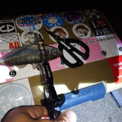 雨の日アジング