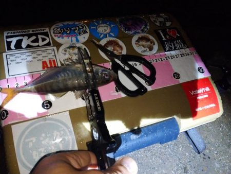 雨の日アジング