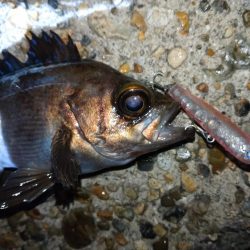 久しぶりの釣果