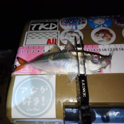 今夜もご近所アジング