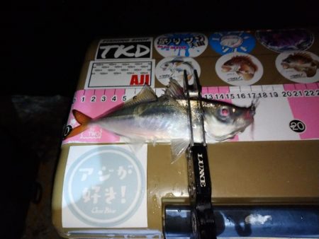 今夜もご近所アジング