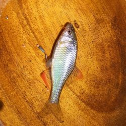 岡山でタナゴ釣り