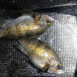 メバル釣り