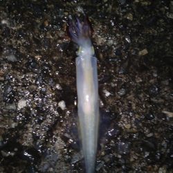 久しぶりにヤリイカ！