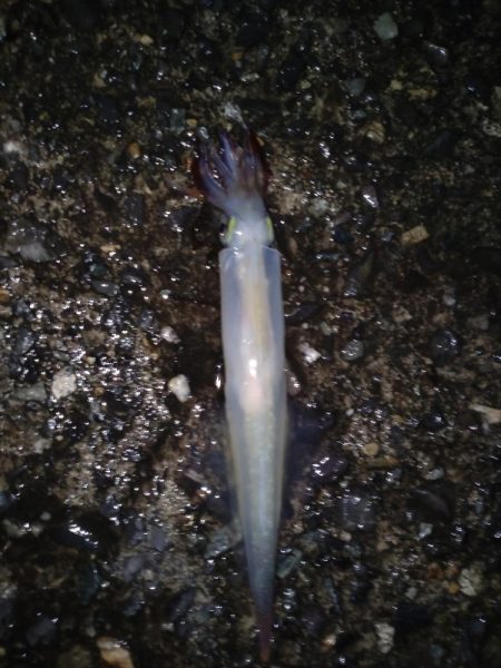 久しぶりにヤリイカ！